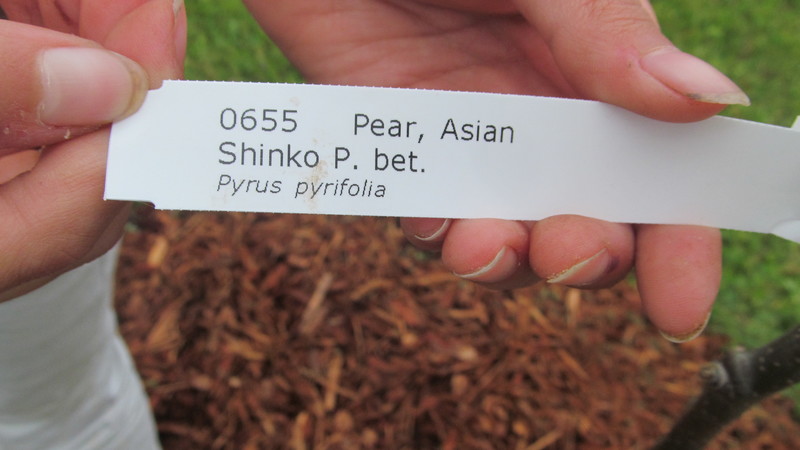 Asian Pear - Shinko