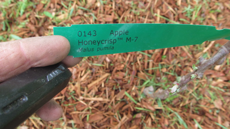 Apple - Honeycrisp
