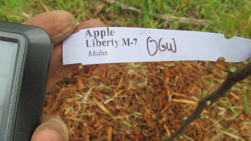 Apple - Liberty