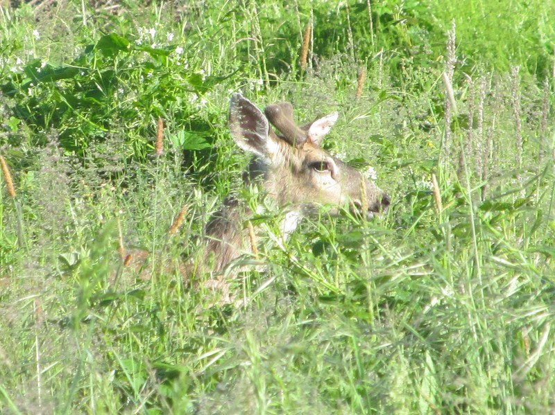 We were going to go look at the strawberries this morning, but discovered someone looking through the grass. Deer.