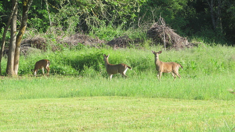 It's fun to see them, but I don't like them eating plants I want. Deer.