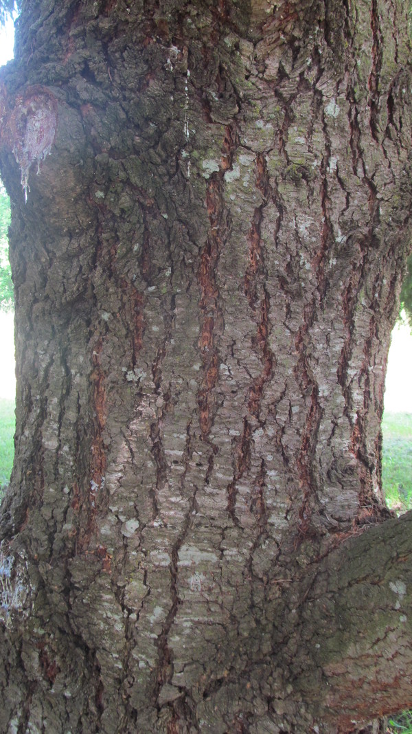 Tree detail