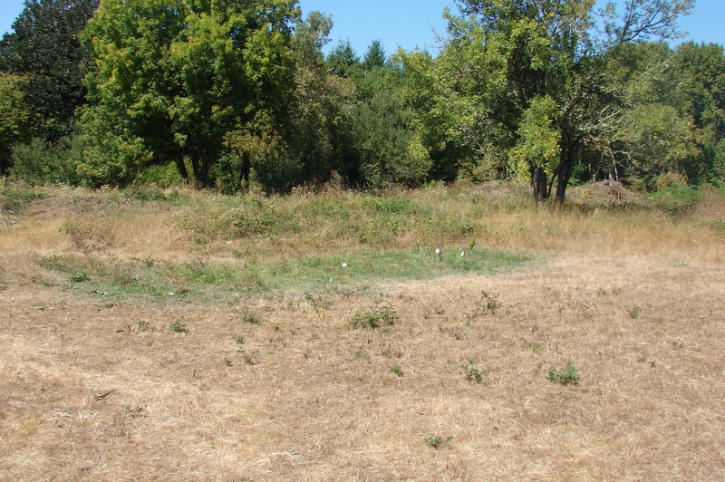 The blueberry section is visible because the grass around it is green.