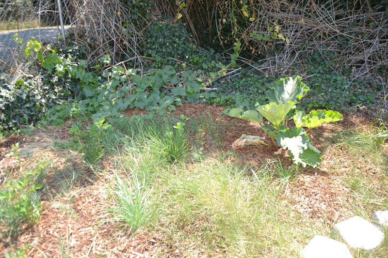 Rhubarb in Picnic Area