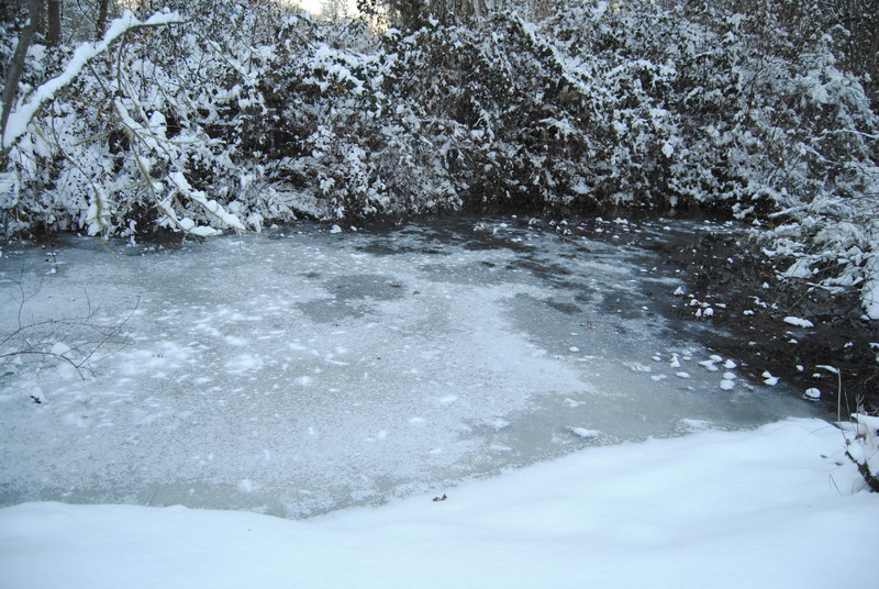 Lily pond covered with ice.