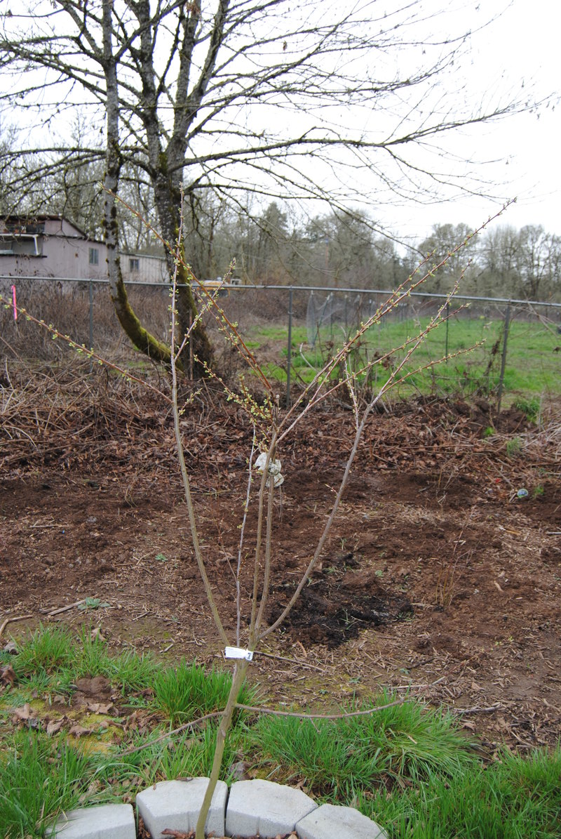 Plum tree with buds