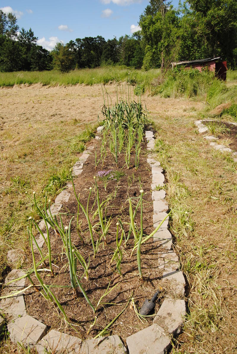 Garlic and onion garden.