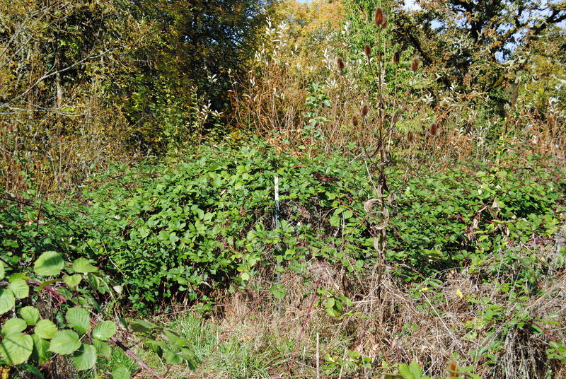 Fruit trees visible over the blackberry bushes.