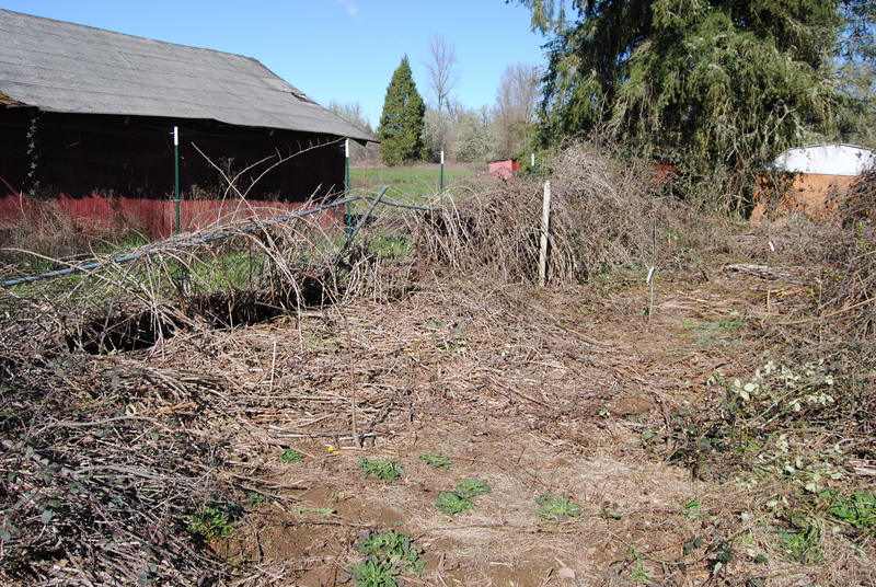 Fruit trees and clearing blackberry vines.