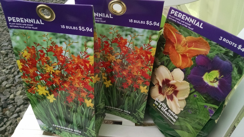 Some of the Crocosmia will go into pots and some into the ground. The Daylilies will go into the ground.