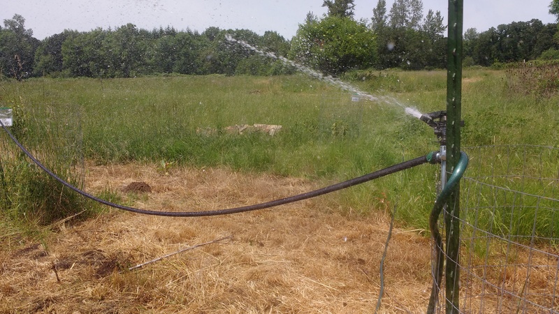Lois worked parts of two days trying to get sprinklers on the new trees since a heat wave in the 90's was coming.