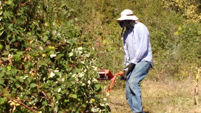 Joseph preparing for trenching by removing invasive vegetation (blackberries)