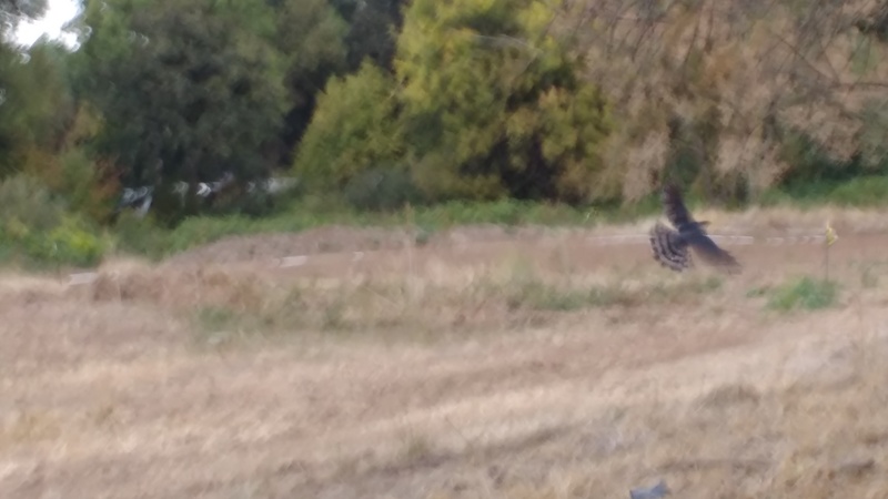So this "bird of prey" caught a quail, and one of them hit the house and got my attention.