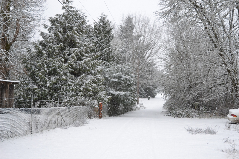 Snowy Rosewold lane.