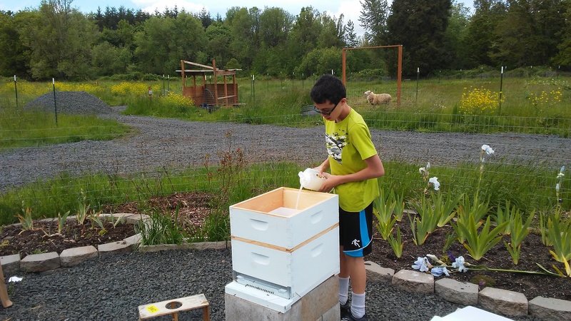 Mikey feeds the bees some sugar water. They need it the first few weeks because they do not have a store of honey yet.