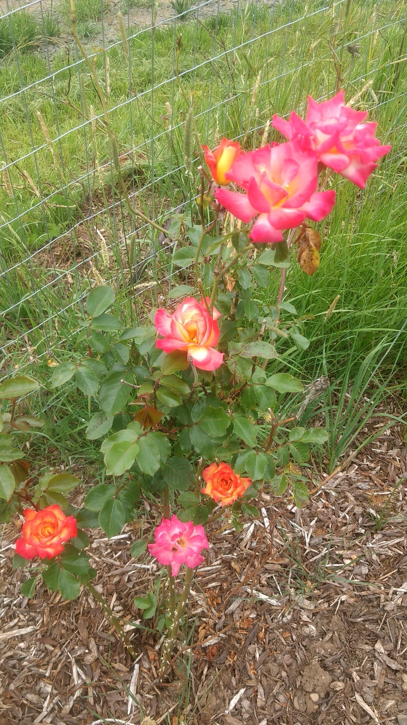 Rosewold Roses.