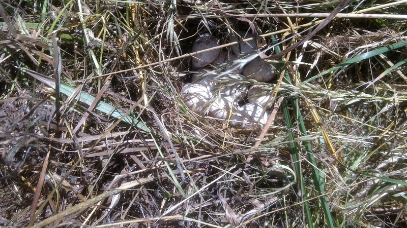 Nest of Quail eggs in grass.
