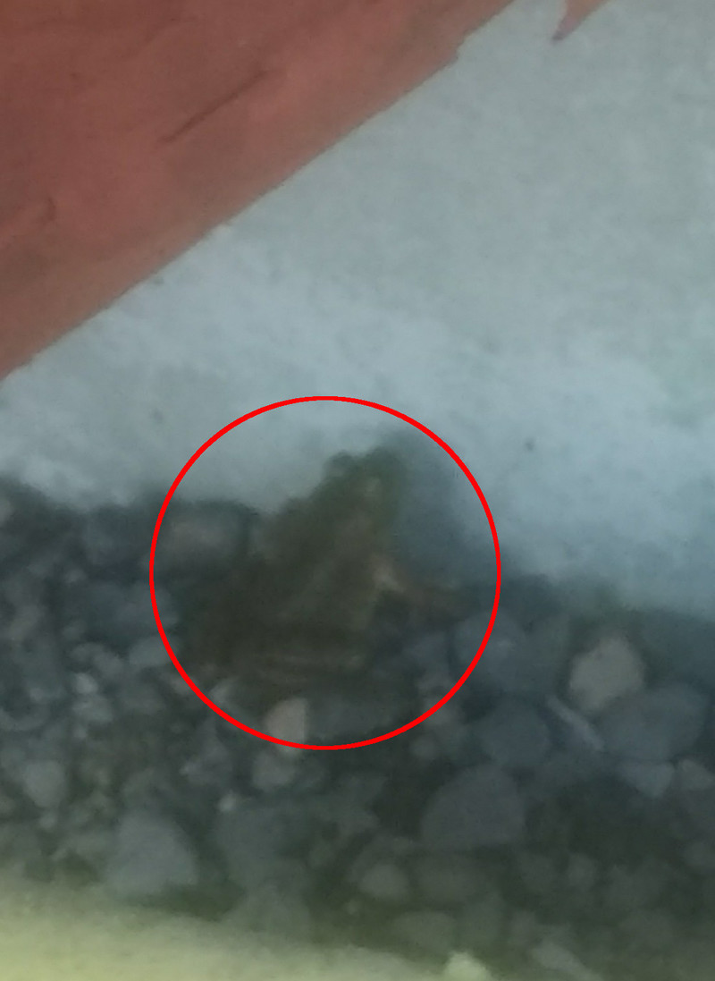Frog by the greenhouse (inside the red circle)