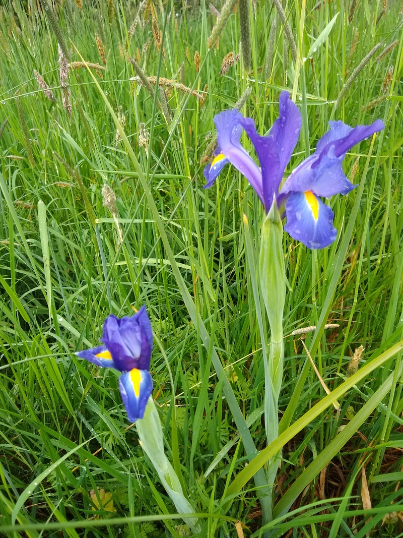 Dutch Iris blooming from the first year's abandoned garden. I didn't even know they were still there.