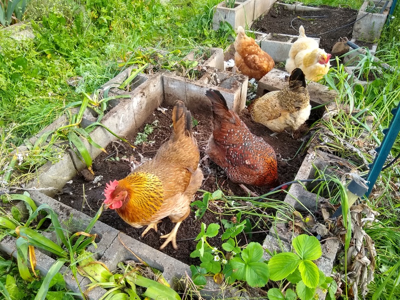 chicken farm laborers.