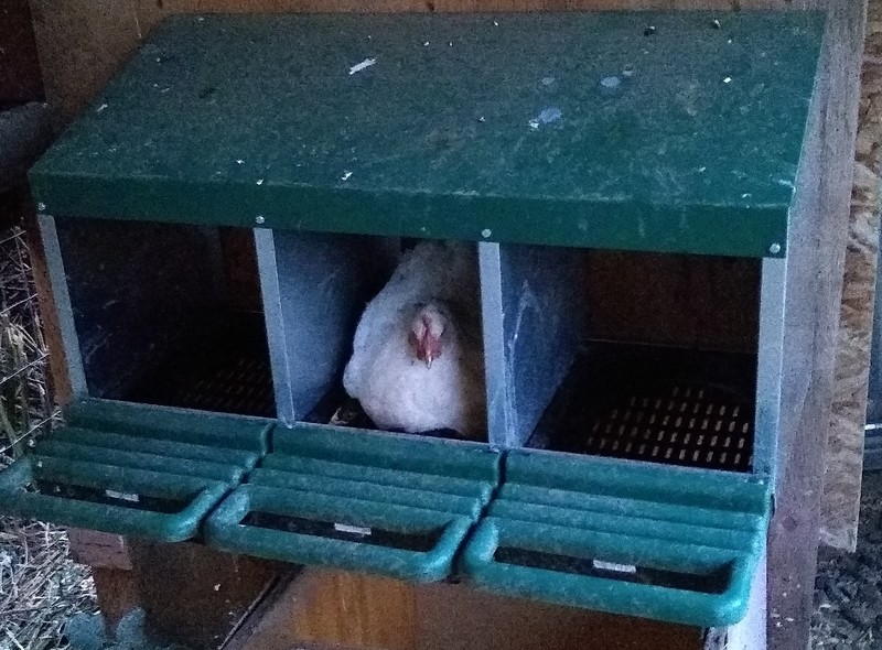 Chiffon thinks that the nesting box is a great place for her and her chicks at night.