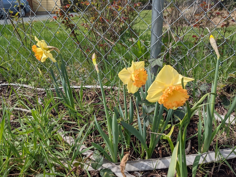 Daffodils between the two dates.