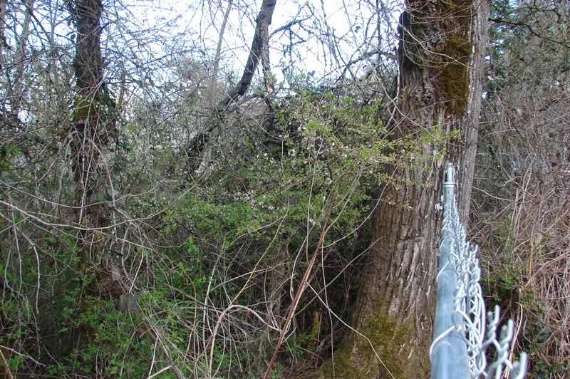 North-east corner fence.  Connects to a tree.
