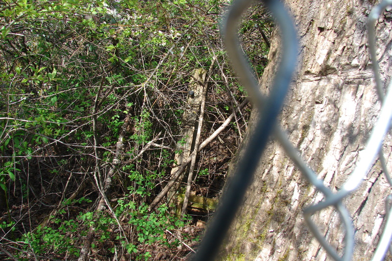 North-east corner fence.  You can see the northern barb wire fence if you look close enough.