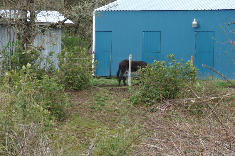 Northern neighbor's horse. It's a donkey. If we can see it better maybe we can tell.