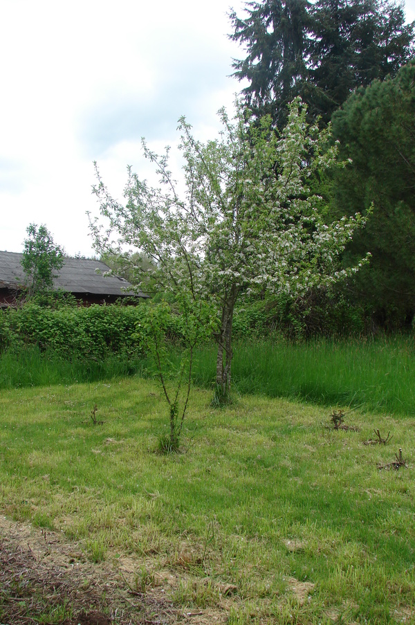 Two fruit trees in the picnic area.