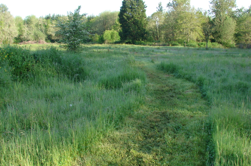Mowed trail from front to the back of the property.