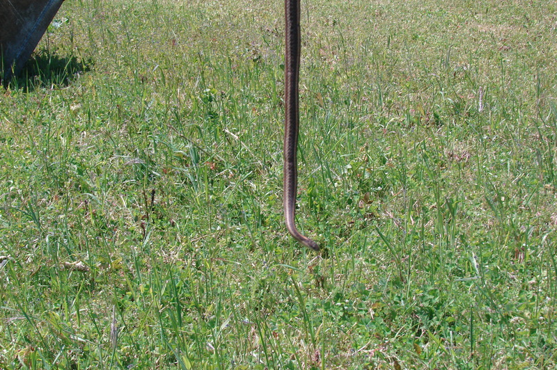 I am guessing this is a Garter Snake...  This is probably the 4th or 5th one I have seen at Rosewold.