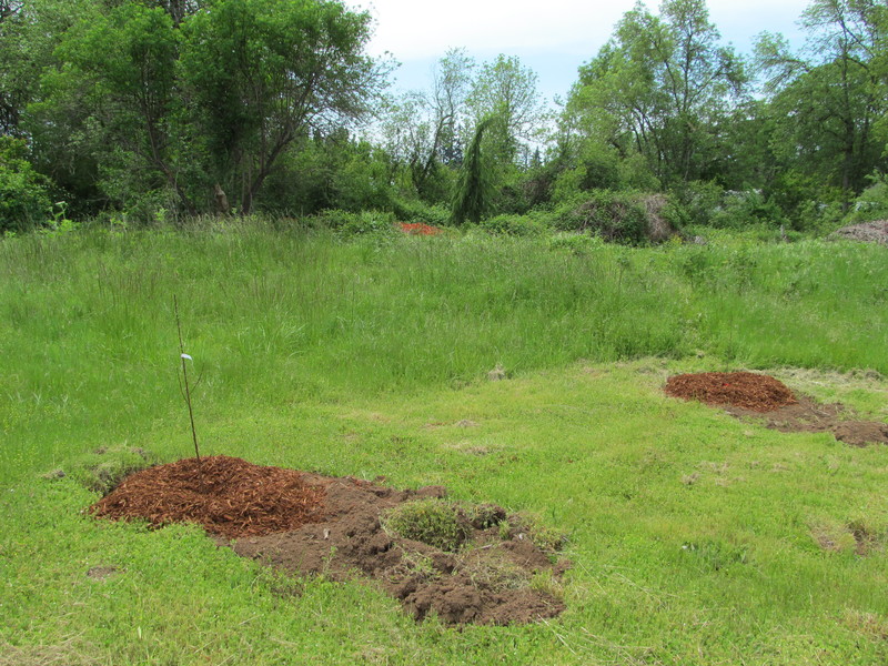 Newly planted peach and persimmon trees