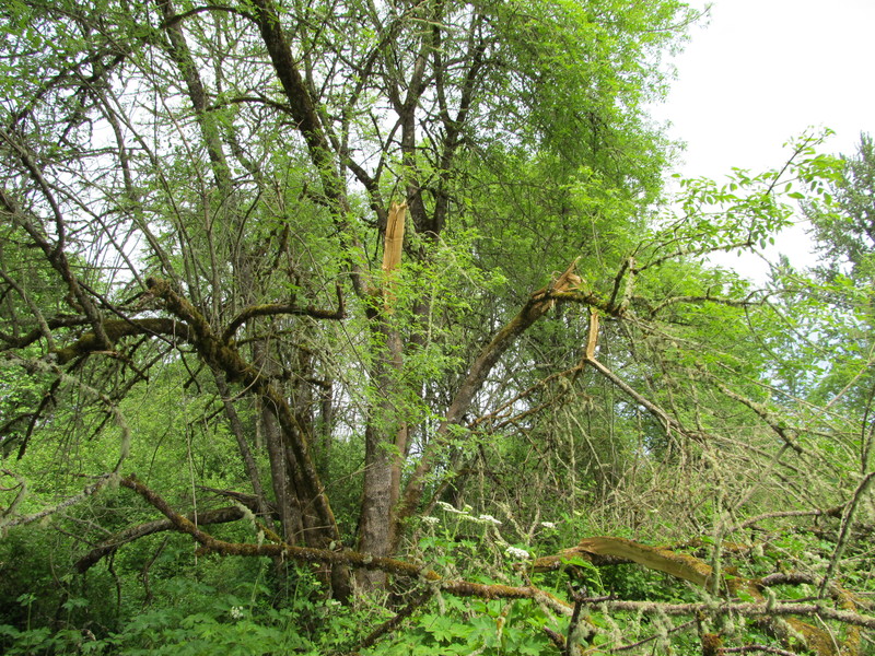 Broken tree along the northern border of the property.