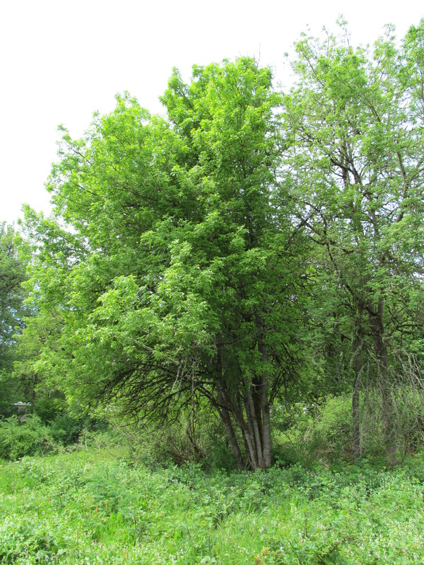 Northwestern tree.