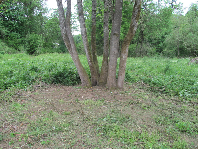 The tree near the blueberries.  The blackberry vines and brush around the base has been removed.