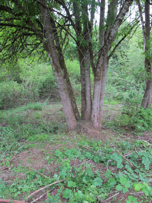 A tree by the creek.  The base has had blackberry vines and brush removed.