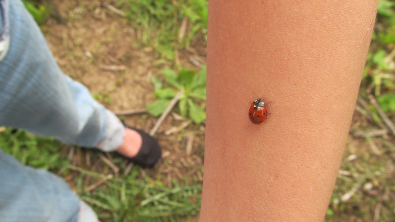 Ladybug on arm.