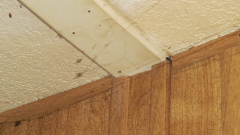 Here are more of those winged bugs going in out out of the ceiling in the Master Bedroom.