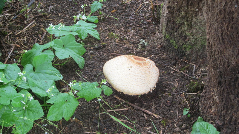 These leaves are big, and this mushroom is the biggest mushroom I've ever seen. Bigger than any portabelo I've seen. It's about 6.5 inches across.