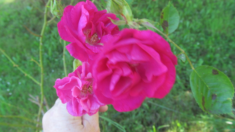 Original Rosewold rose.