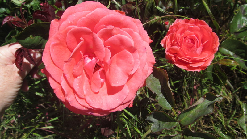 Original Rosewold rose.