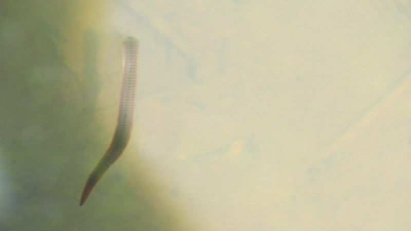 What is this? (in the pond) Eel?