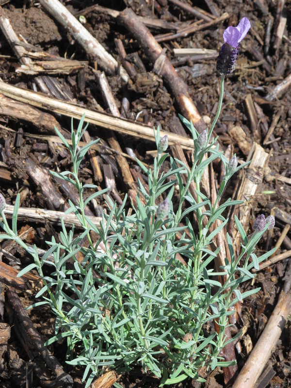 Lavender in the herb garden which is filled with burn pile compost.
