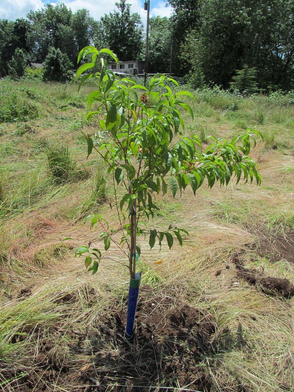 New Peach tree - Red Haven.
