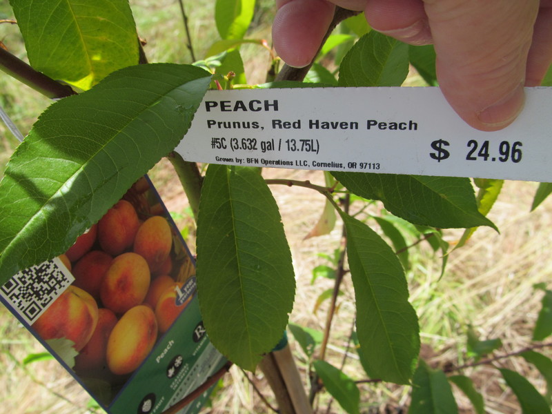 Red Haven Peach. We bought the trees at half price.