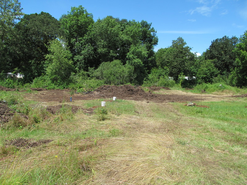 Looking towards the remnants of the burn pile, with one new plum and older plums, and asian pear trees in front.