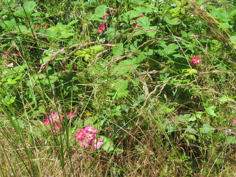 More roses in the weeds.
