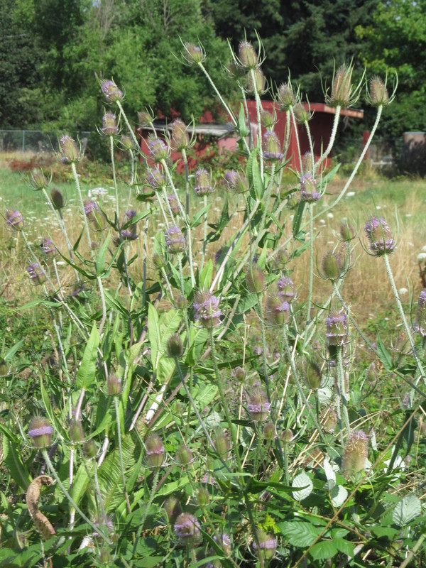 Weeds at Rosewold