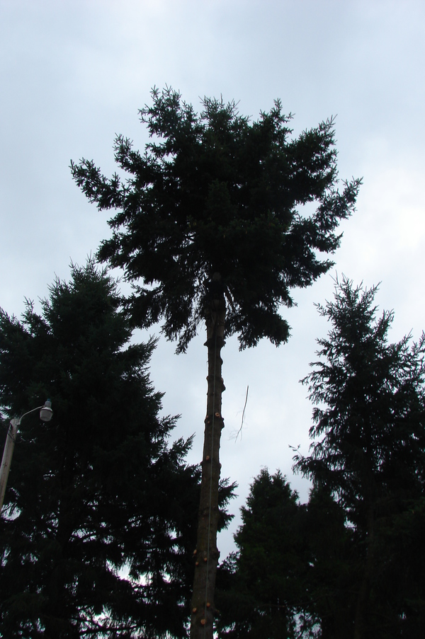 Tracy removing limbs from the first fir tree.